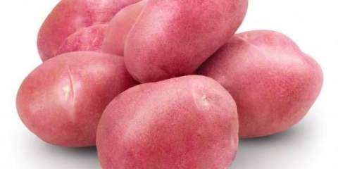 Krompir zgodan: karakteristike, sadnja i njega